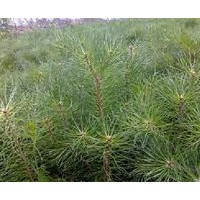 供應(yīng)樟子松2-4年生營(yíng)養(yǎng)袋樹(shù)苗