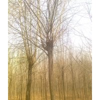 大量供應(yīng)白蠟、國槐