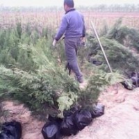 供應山西側(cè)柏苗 側(cè)柏小苗 1米側(cè)柏苗 1-2.5米側(cè)柏苗 占地側(cè)柏苗