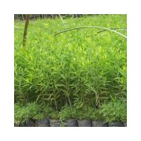 批發(fā)種植名貴樹(shù)檀香樹(shù)、檀香苗出售印度檀香