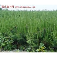 黑松 油松 側(cè)柏苗