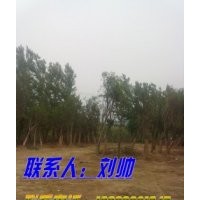 上海國(guó)槐/天津國(guó)槐/2010國(guó)槐新報(bào)價(jià)