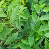 供應(yīng)土沉香小苗