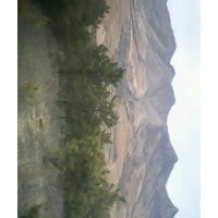 長(zhǎng)期供應(yīng)綠化油松