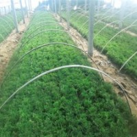出售龍柏嫁接小苗