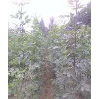 供應(yīng)速生國(guó)槐小苗。。50萬，速生白蠟小苗20萬。另大量出售，臭椿