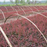 供應(yīng)紅葉小檗