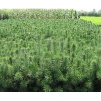 長期出售自家樟子松、油松1-3年生苗