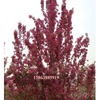 彩葉海棠 北美海棠 綠化苗 木瓜海棠 木瓜苗 山東綠化苗