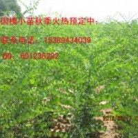 供應(yīng)國(guó)槐苗、一年生國(guó)槐小苗、周至低價(jià)國(guó)槐苗