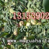 銷售木瓜海棠樹苗