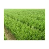 基地直銷1000萬小龍柏，1000萬塔柏，1000萬金葉女貞