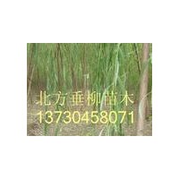 出售垂柳、供應垂柳小苗