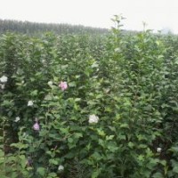 專供白蠟小苗 復(fù)花木槿 自產(chǎn)自銷 價(jià)格優(yōu)惠