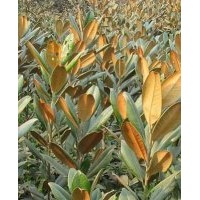 櫻花垂絲廣玉蘭樂(lè)昌含笑 紫薇 黃花槐小苗