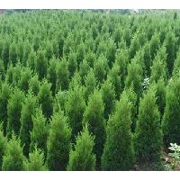 山西運(yùn)城供應(yīng)側(cè)柏苗