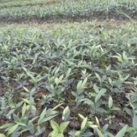 供應(yīng)小葉竹柏容器苗8-20公分高