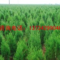 山西油松苗 山西油松苗價(jià)格