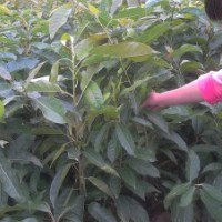 重慶供應(yīng)各種綠化種苗黃葛樹,紫薇,桂花