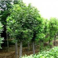 國(guó)槐 山東國(guó)槐基地 8公分國(guó)槐價(jià)格