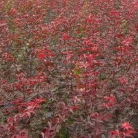 供應(yīng)紅楓，欒樹，丁香，櫸樹等綠化用小苗