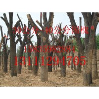 2012年低價(jià)出售1-8米白皮松8公分國(guó)槐