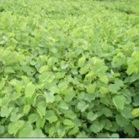 我村村育有1000畝洋紫荊紅花羊蹄甲黃槐秋楓藍(lán)花楹--紅花夾竹桃柳