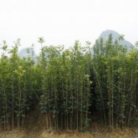 桂滿園]供應(yīng)3年桂花苗，桂花樹苗