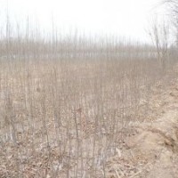 綠化小苗白蠟榆樹,國(guó)槐刺槐,柳樹合歡