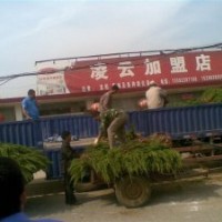 日照龍柏苗木基地常年低價出售龍柏苗 櫻花 北海道黃楊