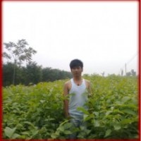 大量供應(yīng)各種綠化苗木和果樹小苗核桃苗,國槐苗,山楂苗