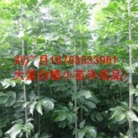 白蠟 國槐小苗悶子大量