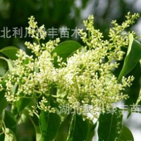 供應(yīng)湖北利川大葉女貞樹苗 女貞小苗 女貞苗價(jià)格