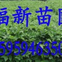 馬褂木 馬褂木種子 馬褂木苗