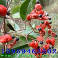 野鴉椿種子-野鴉椿種子圖片-野鴉椿育苗技術(shù)