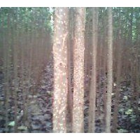 1-10公分速生楊107山東綠洲苗木繁育基地供應(yīng)