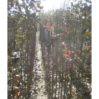 一年生、兩年生北美海棠綠化彩葉嫁接小苗