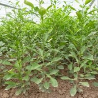 供應(yīng)江蘇香櫞苗