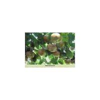 廣西觀賞油用型大果紅花油茶苗栽培技術(shù)