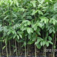 大量供應土沉香苗