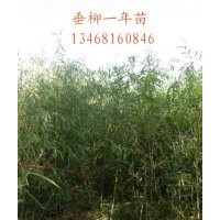 供應(yīng)青皮垂柳,速生法桐小苗