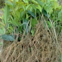 供應(yīng)金桂苗