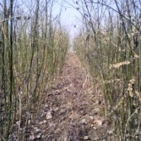 供應(yīng)核桃苗，當(dāng)年國(guó)槐、皂角、白蠟、五角楓苗。