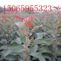 北美海棠苗、北美海棠根部嫁接苗、北美海棠芽苗