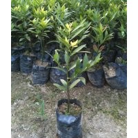 供應(yīng)竹柏小袋苗