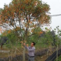 供應(yīng)紅桂花,金球桂花,八月桂花,四季桂花,羅漢松苗等