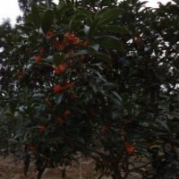 2012年狀元紅春季扦插苗預售中，附加母本圖