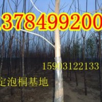 河北泡桐、河北泡桐基地