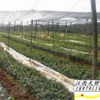 插桂花小苗、香樟小苗、紅葉石楠--江西天嬌苗木