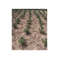 供應(yīng)占地白皮松 山貨白皮松